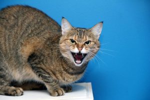 Cat Hospital Of Tucson Preventing Poor Cat Behavior