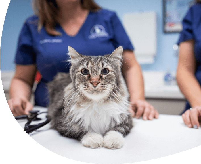 Senior & Geriatric Care